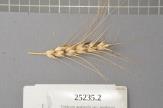 Click for 1 image(s) for this accession. Spike